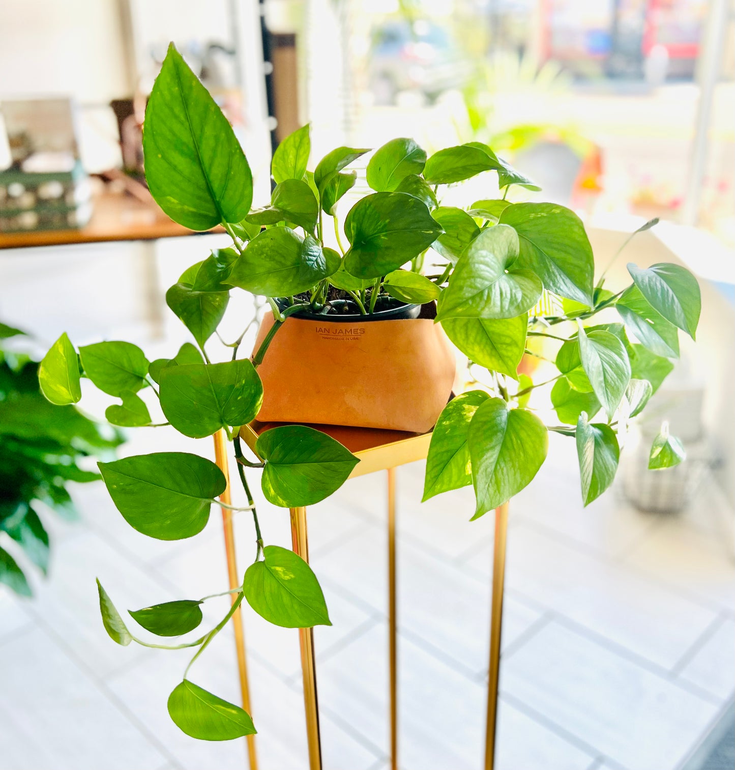 Pothos in Ian James Sheath