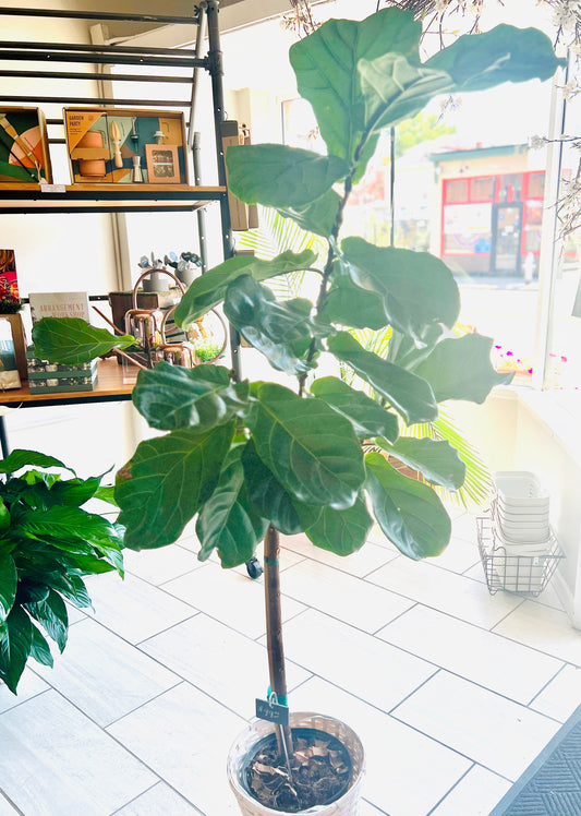 Fiddle Leaf Fig Plant
