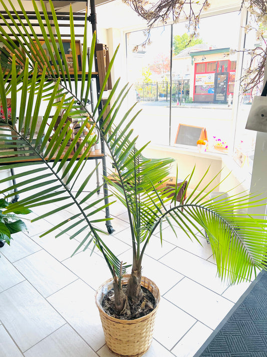 Palm Plant