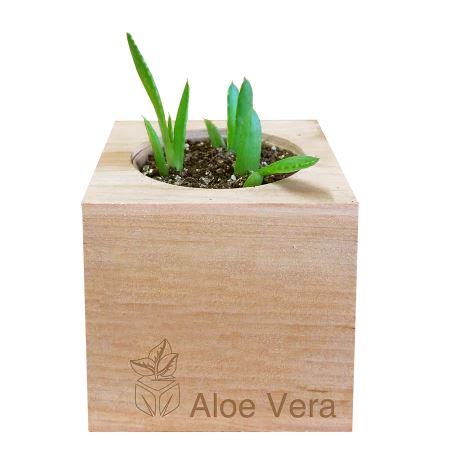 Sprig Box Grow Kit - Aloe Vera