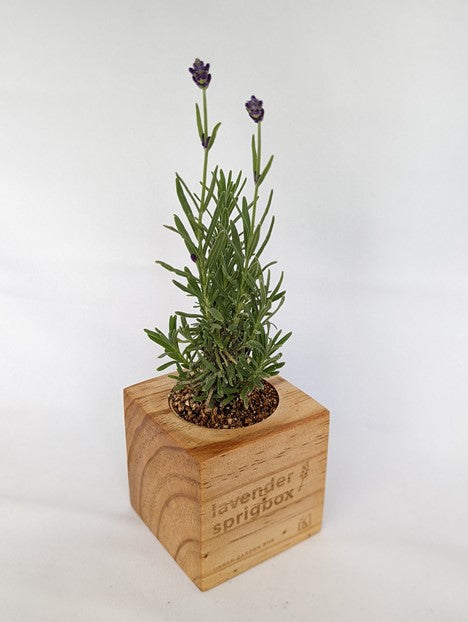 Sprig Box Grow Kit- Lavender