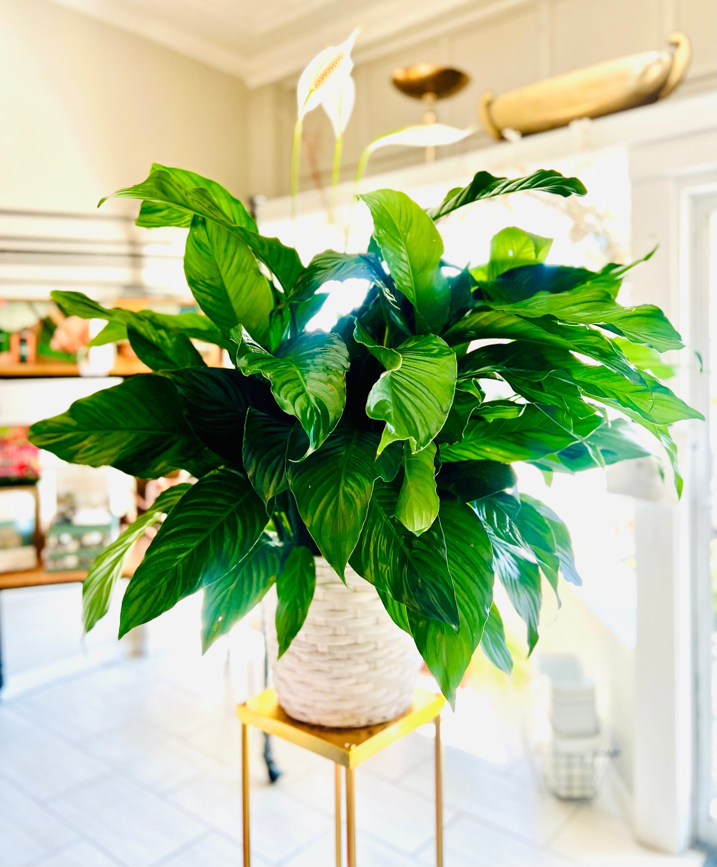 Peace Lily