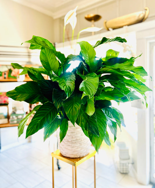 Peace Lily