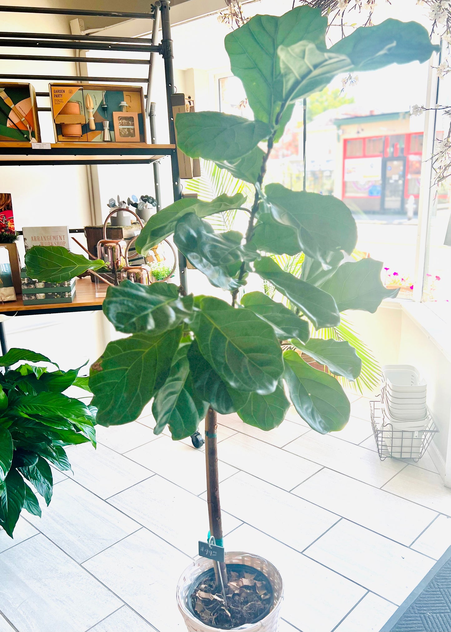 Fiddle Leaf Fig Plant